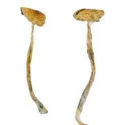 Buy Nepal Chitwan Magic Mushrooms