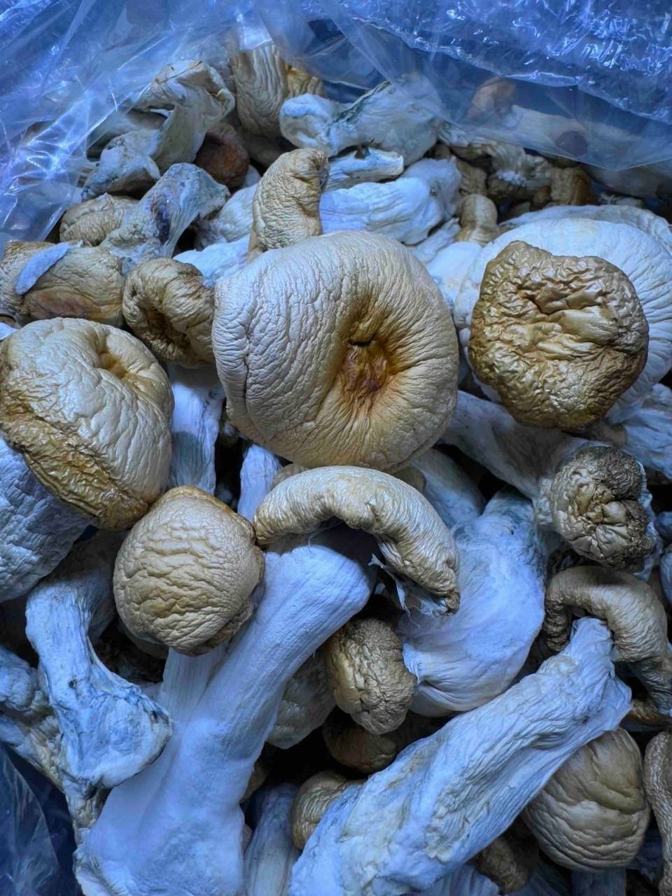 Dried Mushrooms in Canada | Several strains available