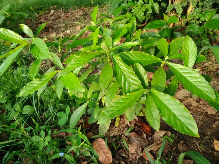 Buy Psychotria viridis (chacruna) leaves