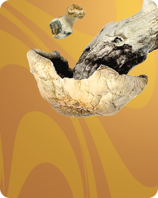 Dried Magic Shrooms